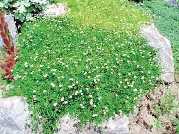 Травњак од звездасте маховине